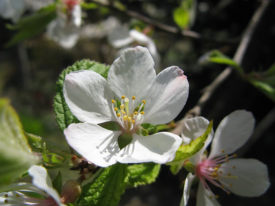 Nanking Cherry photo 6