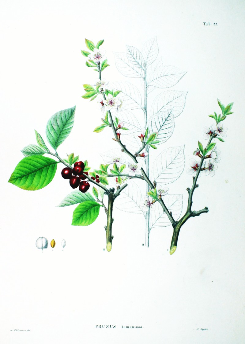 Nanking Cherry photo 4