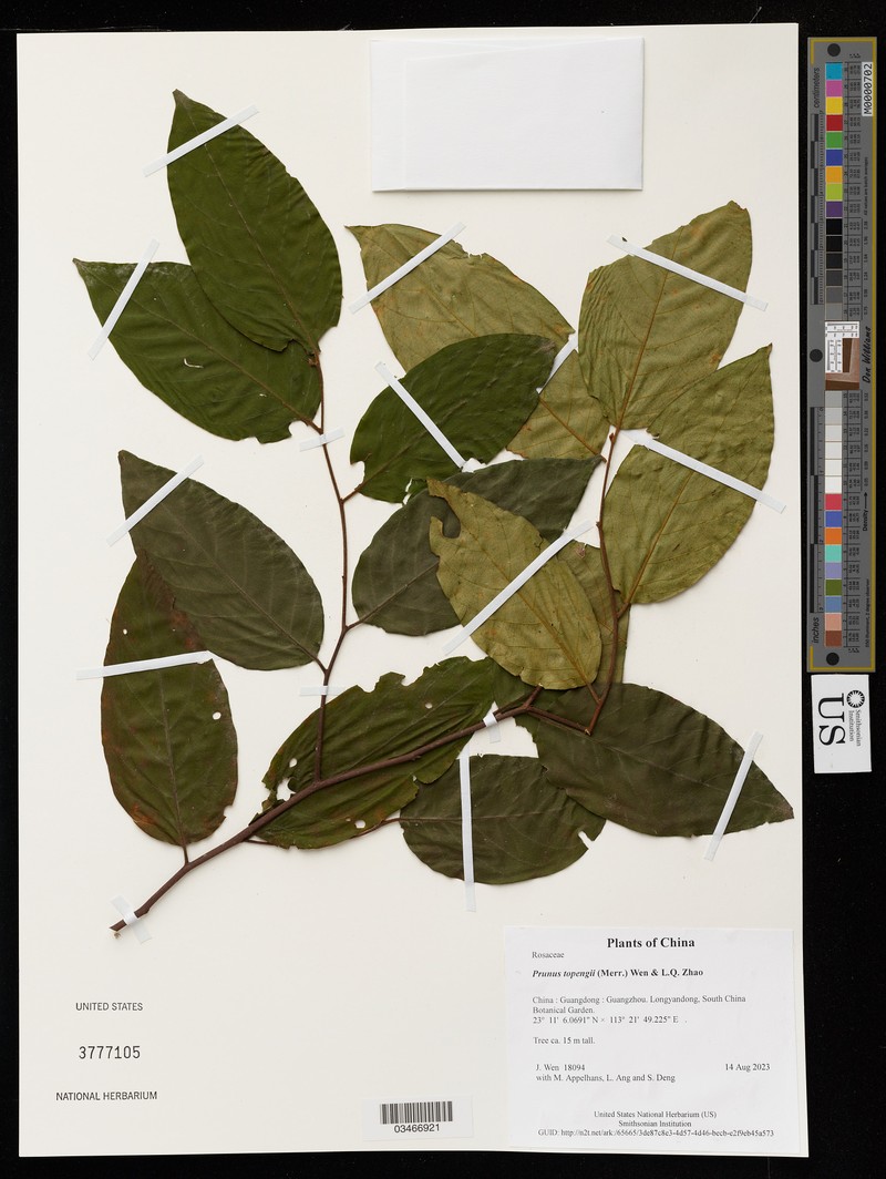 Prunus topengii