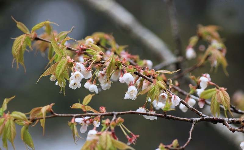 Prunus transarisanensis photo 2