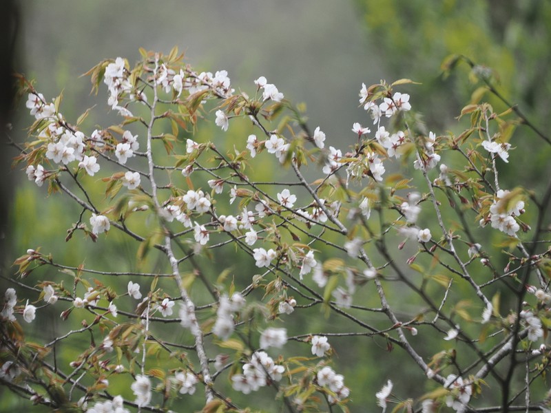 Prunus transarisanensis photo 3