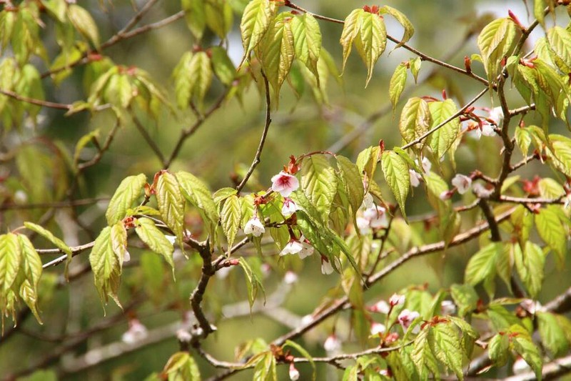 Prunus transarisanensis photo 4