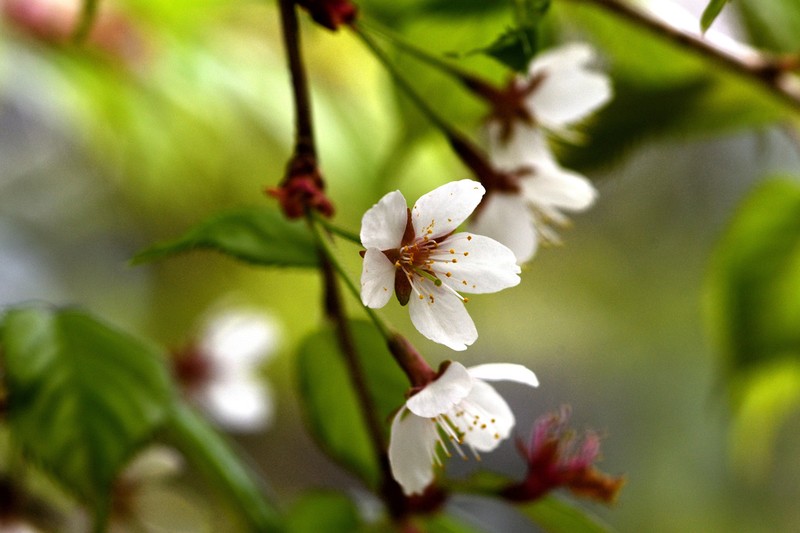 Prunus transarisanensis photo 5