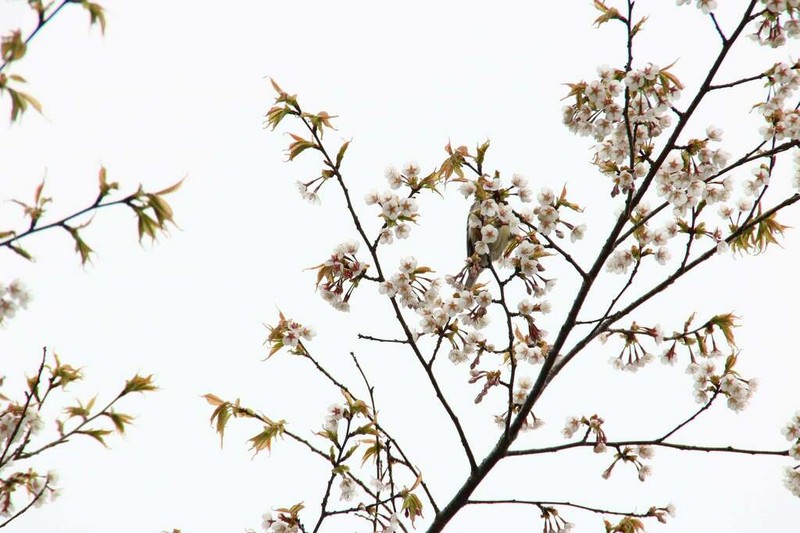 Prunus transarisanensis photo 7