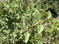 Prunus trichamygdalus