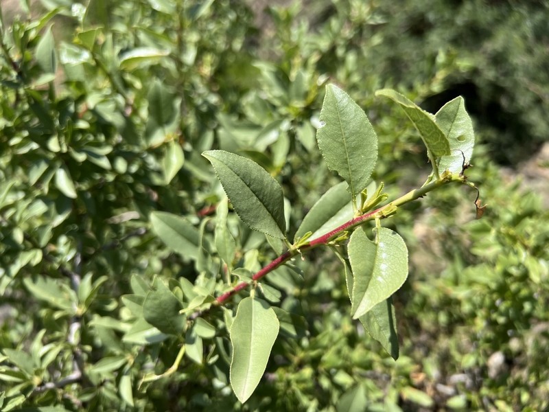 Prunus trichamygdalus