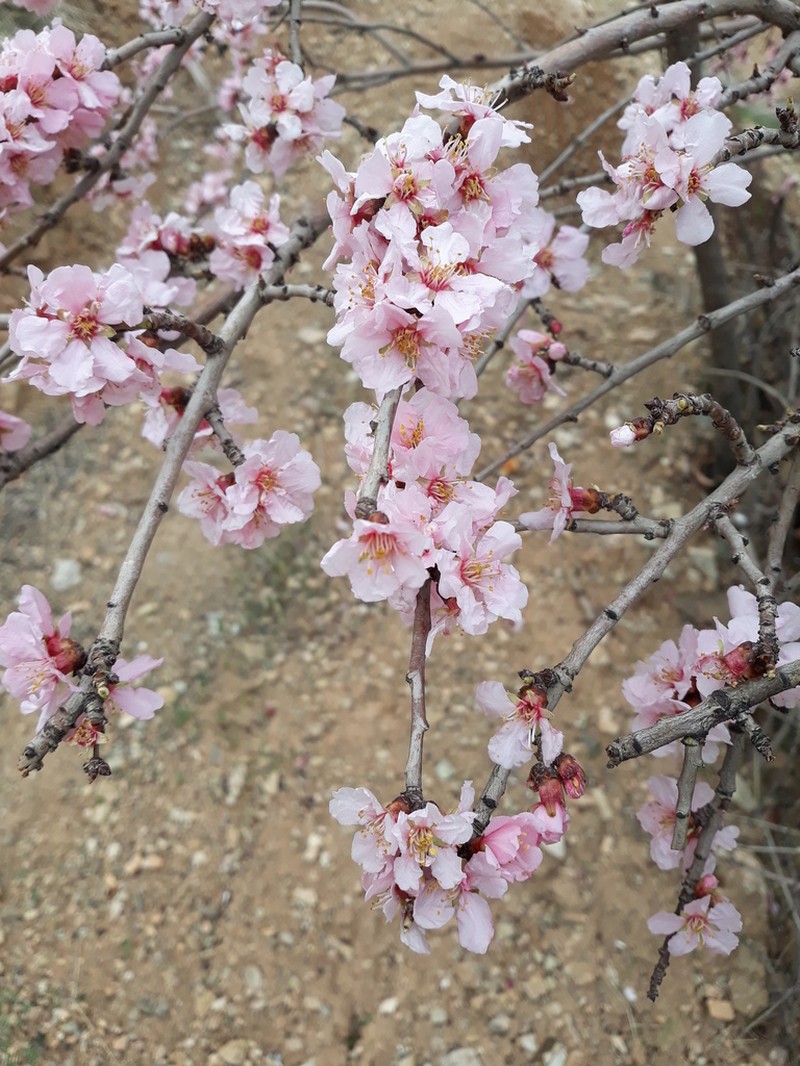 Prunus trichamygdalus photo 2