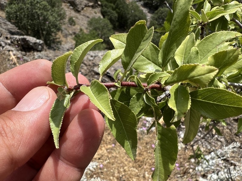 Prunus trichamygdalus photo 3