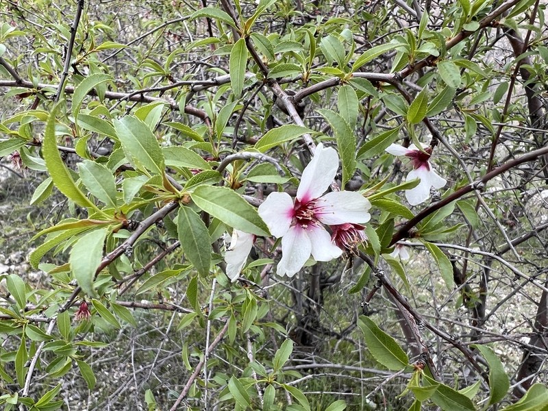 Prunus trichamygdalus photo 6