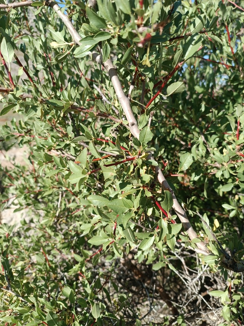 Prunus trichamygdalus photo 7