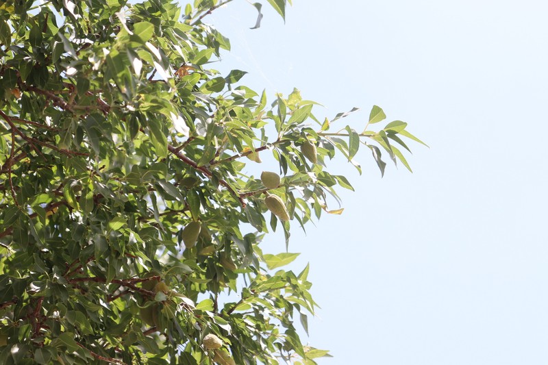 Prunus trichamygdalus photo 8
