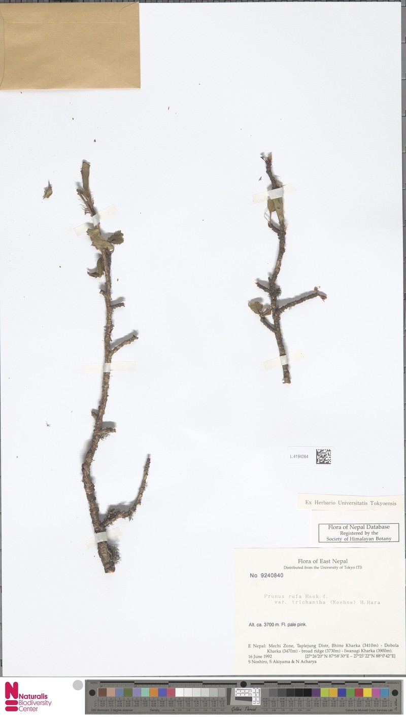 Prunus trichantha
