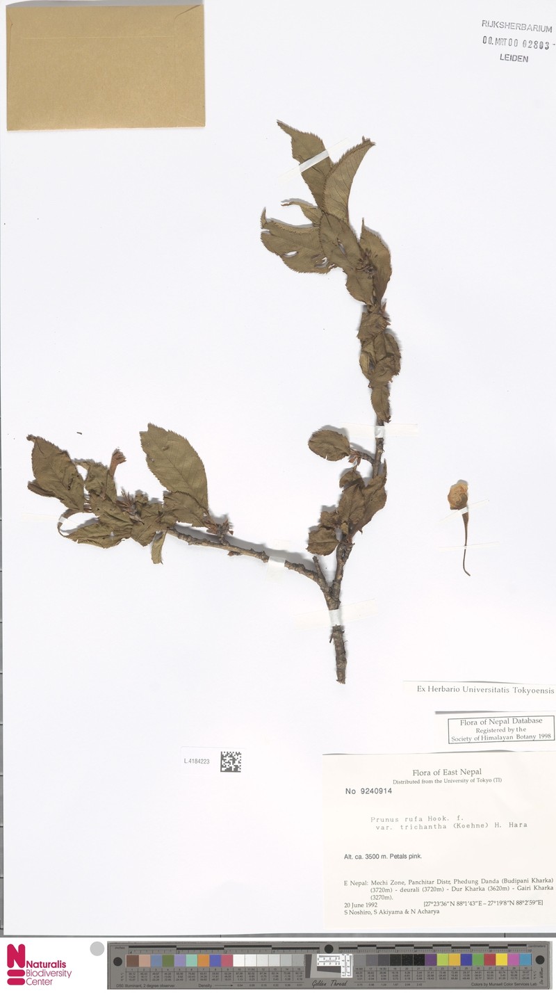 Prunus trichantha photo 2