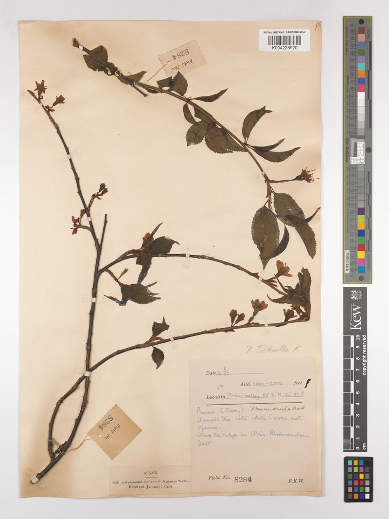 Prunus trichantha photo 3