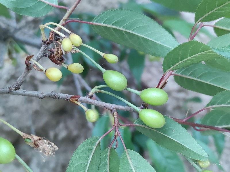 Prunus trichostoma