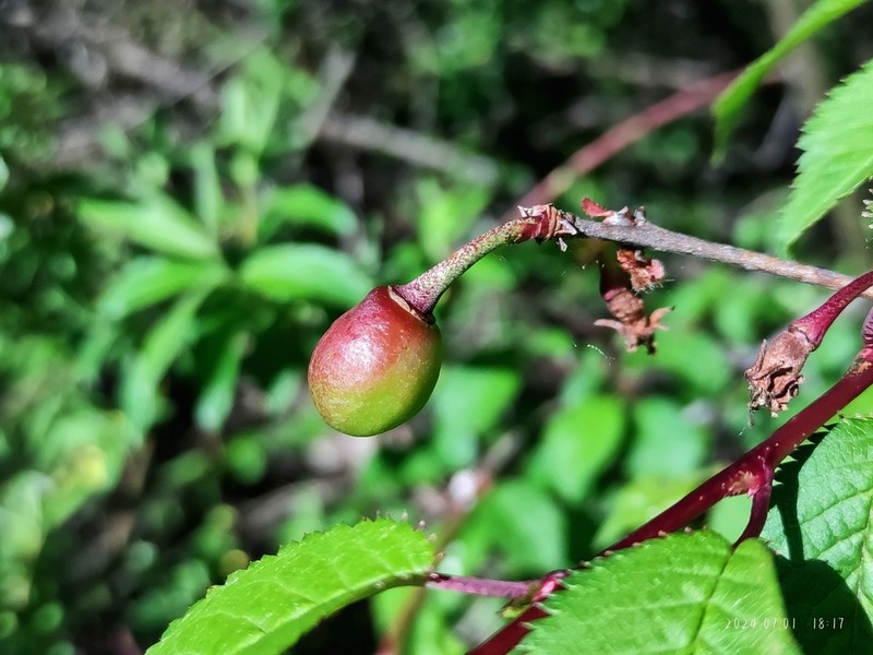 Prunus trichostoma photo 2