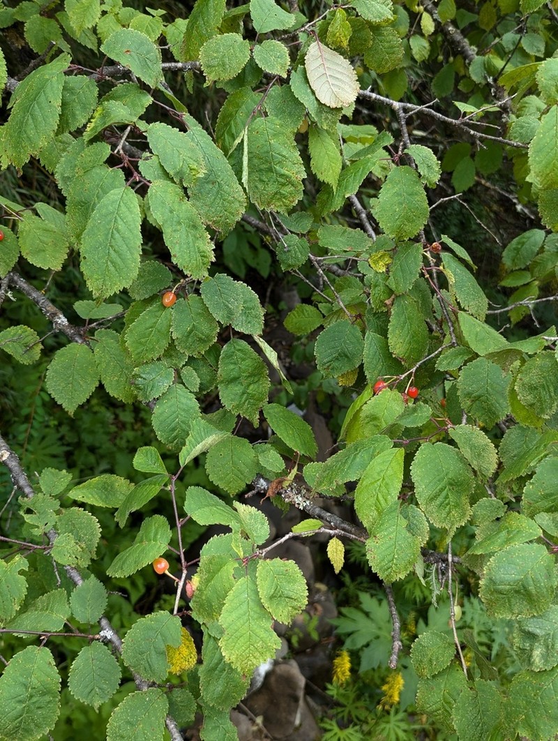 Prunus trichostoma photo 3