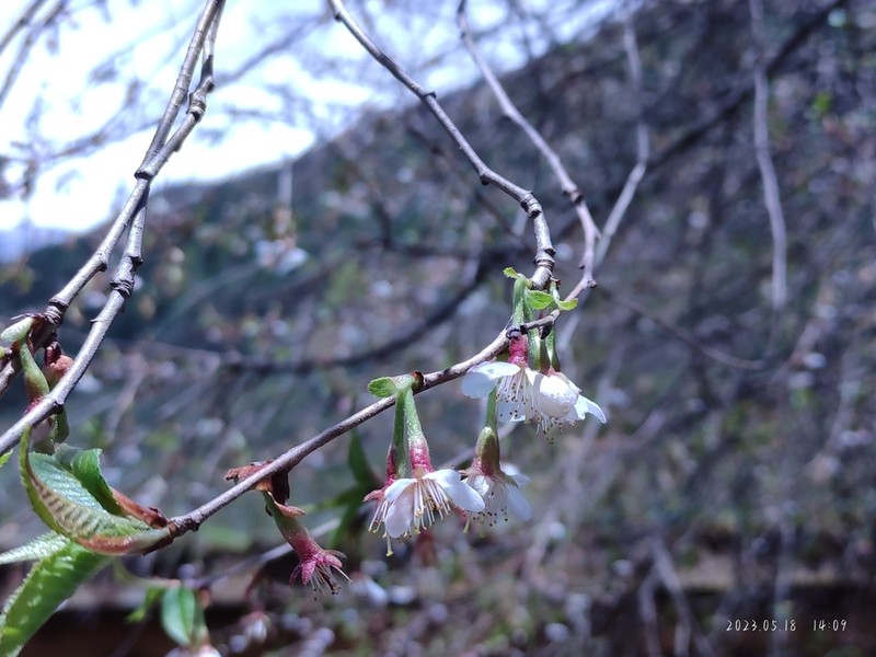 Prunus trichostoma photo 4
