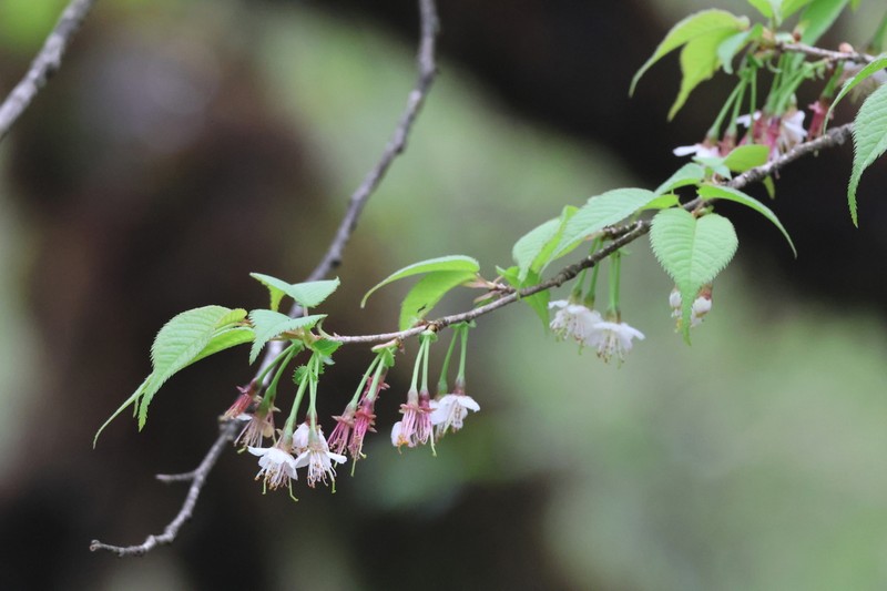 Prunus trichostoma photo 5
