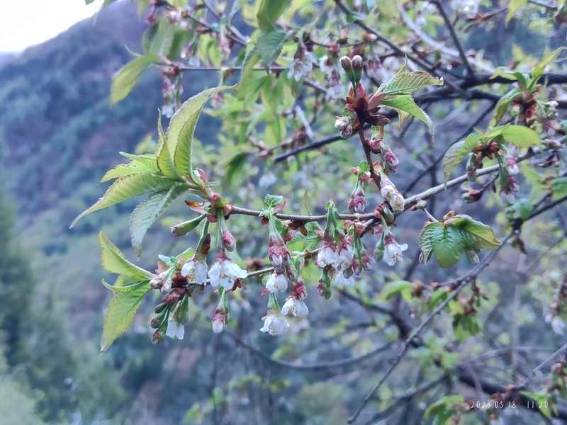 Prunus trichostoma photo 6