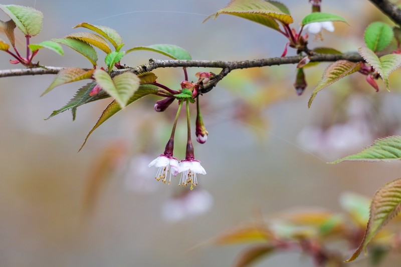 Prunus trichostoma photo 7
