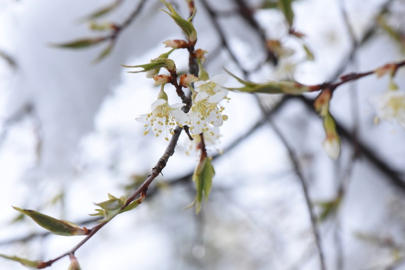 Prunus trichostoma photo 8