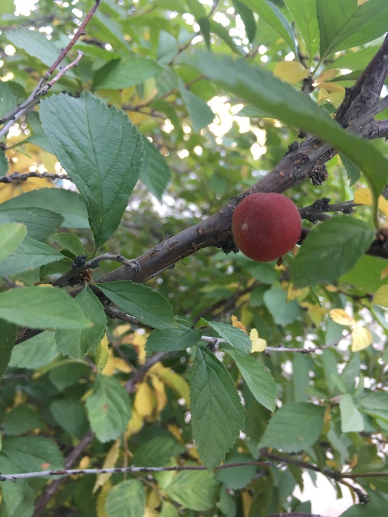 Flowering Plum photo 3