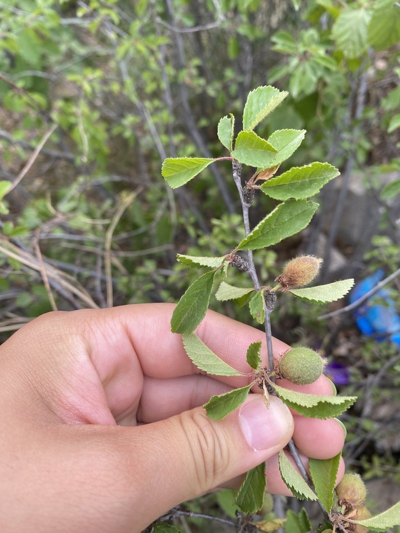 Flowering Plum photo 4