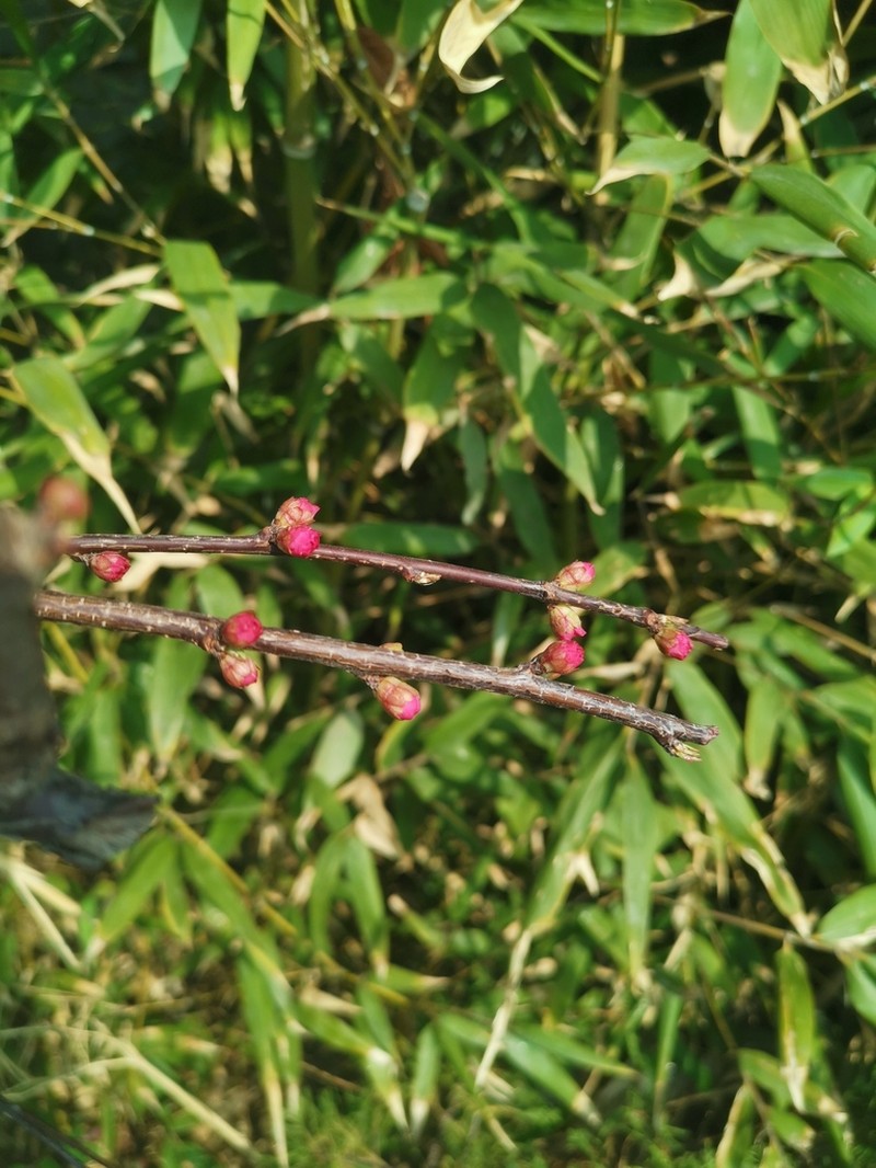 Flowering Plum photo 7