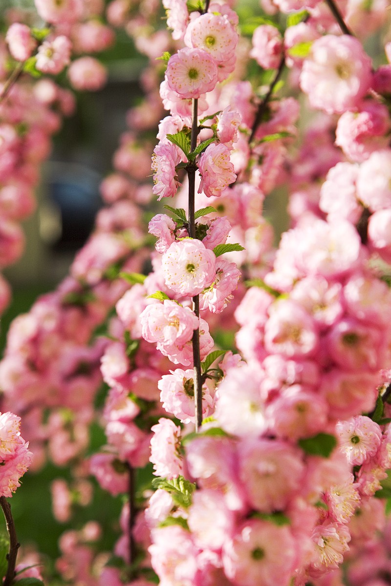 Flowering Plum photo 4