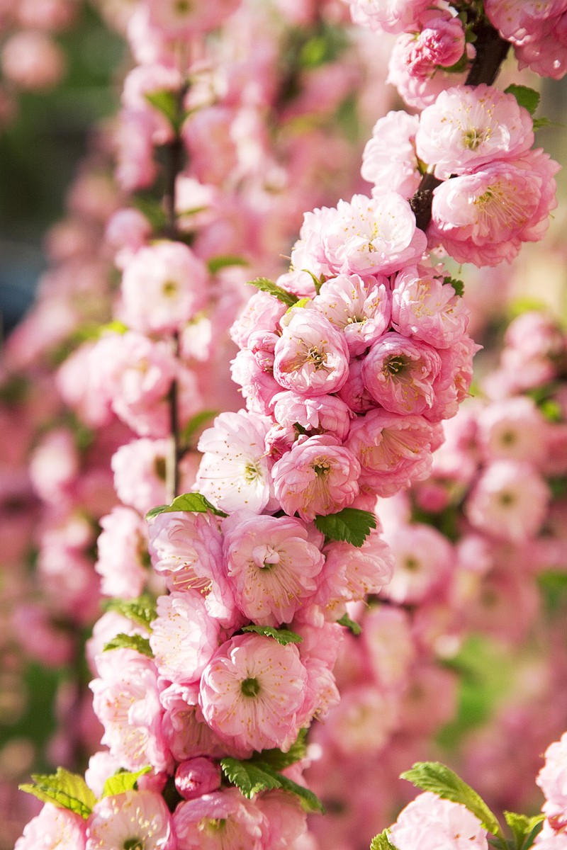 Flowering Plum photo 5