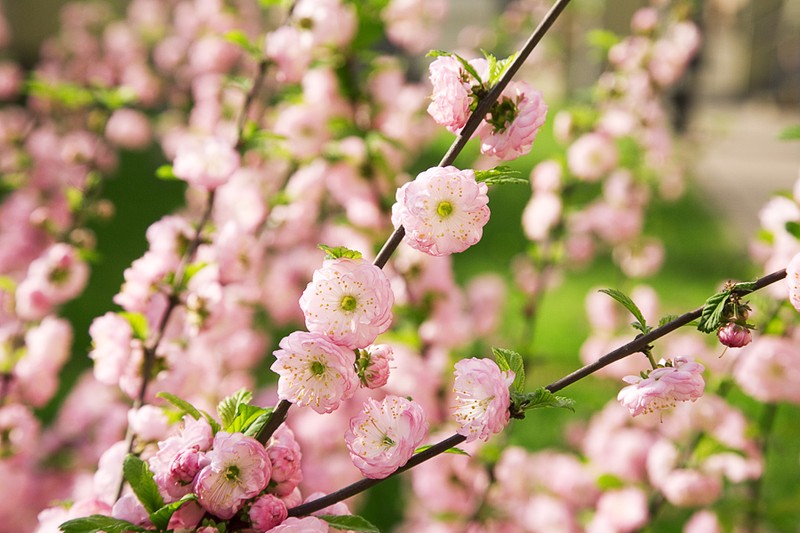 Flowering Plum photo 6