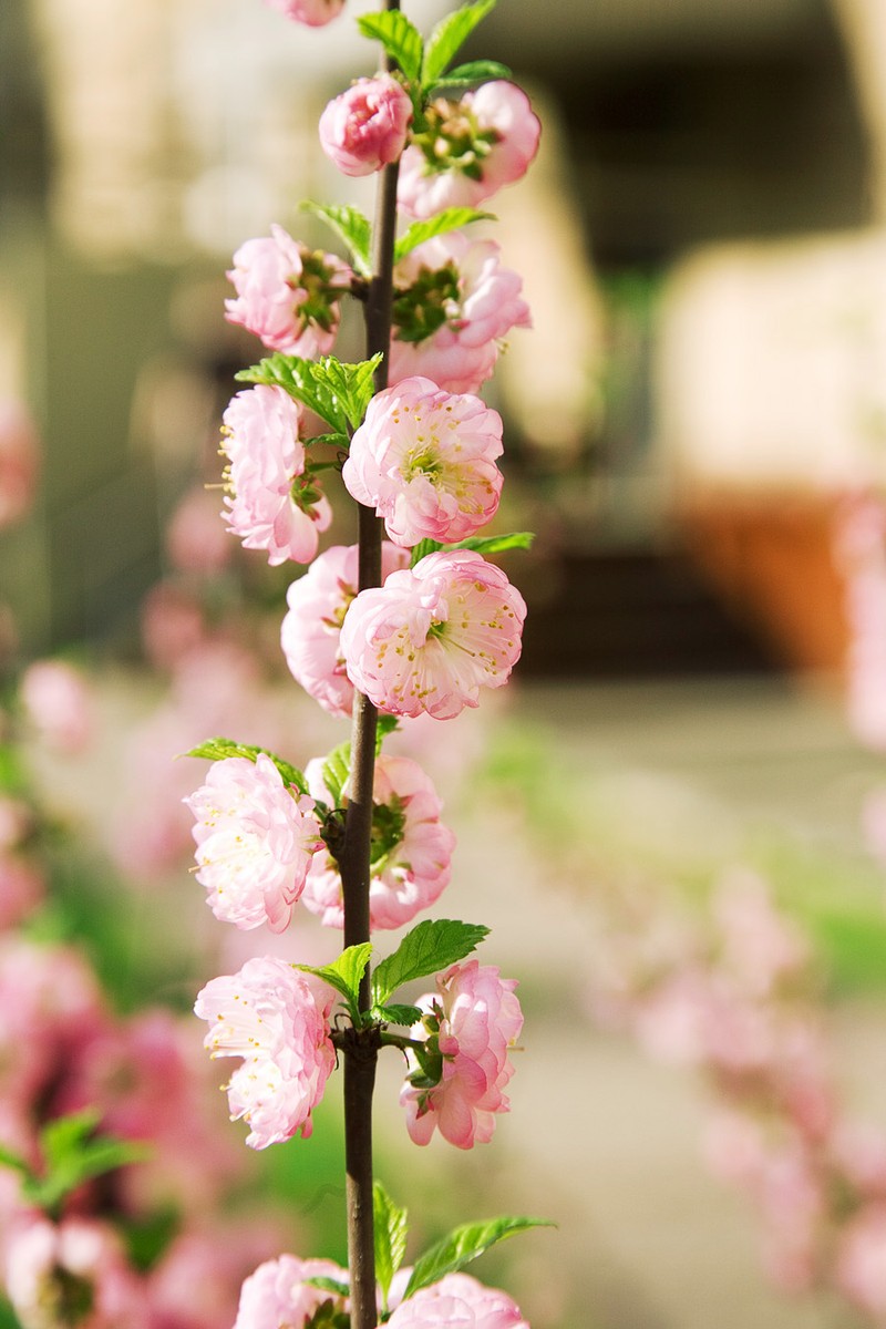 Flowering Plum photo 7
