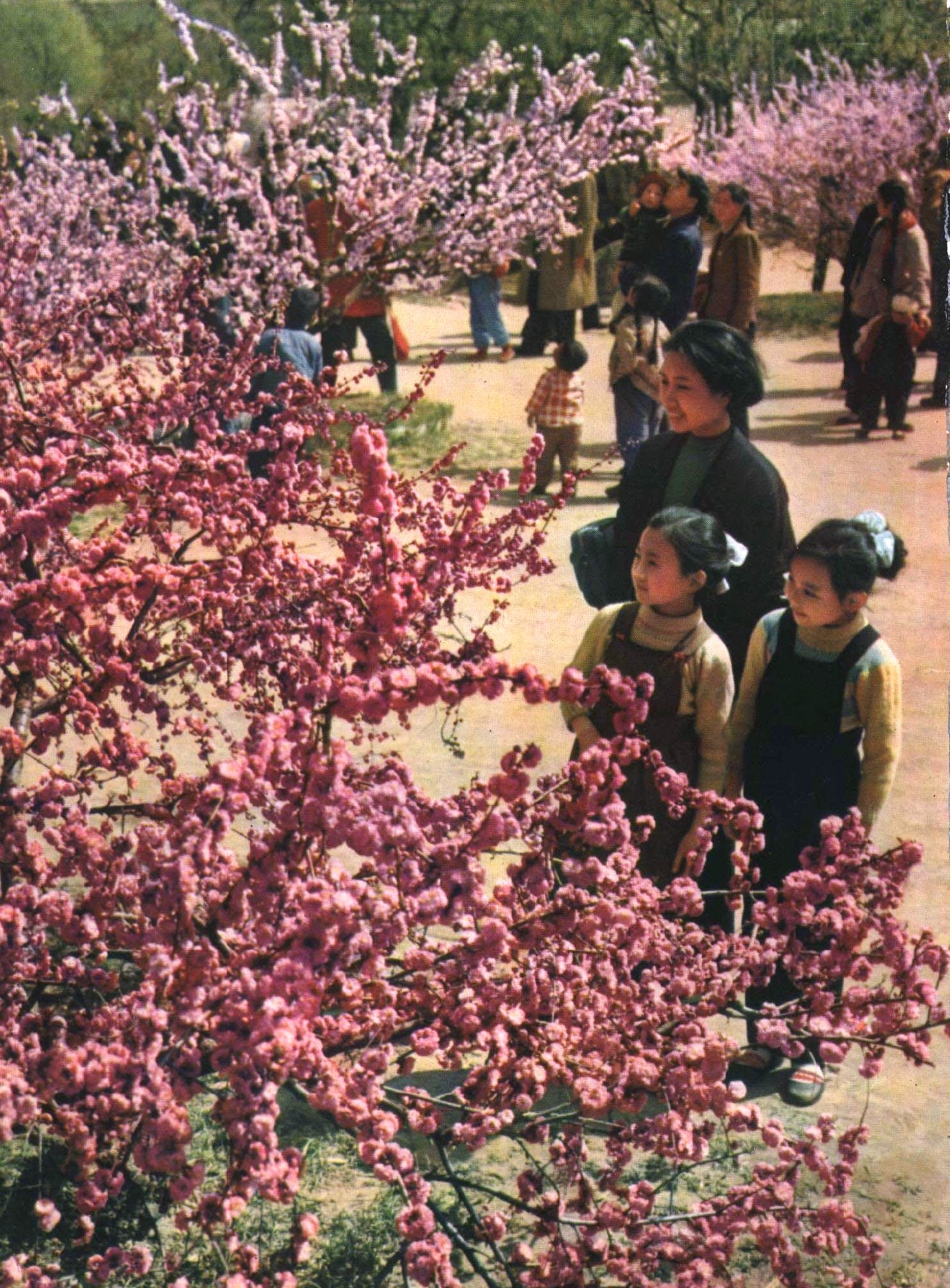Flowering Plum photo 8