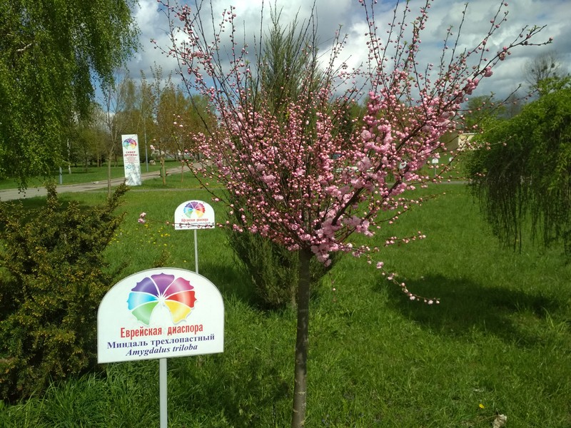 Flowering Plum photo 2