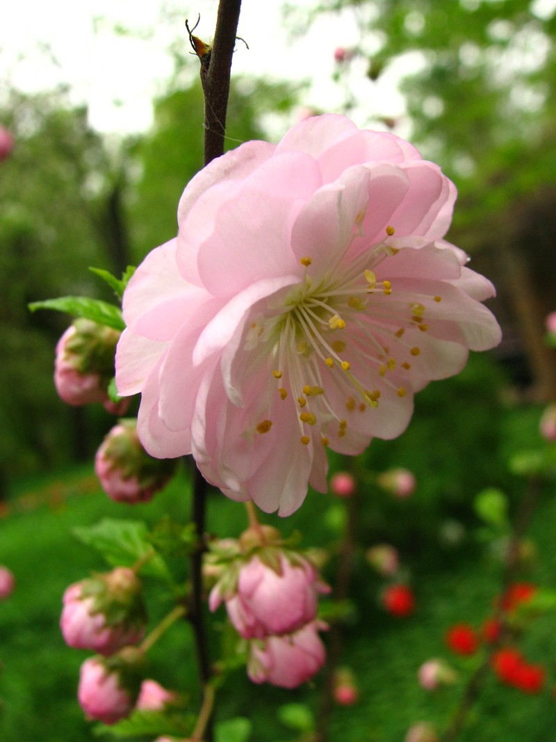 Flowering Plum photo 3