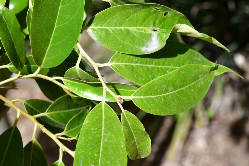 Prunus tuberculata photo 4