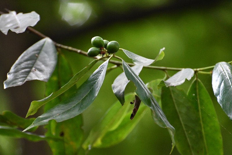 Prunus tuberculata photo 6