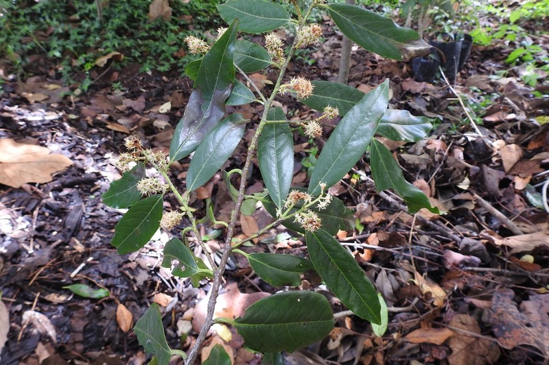 Prunus tuberculata photo 7