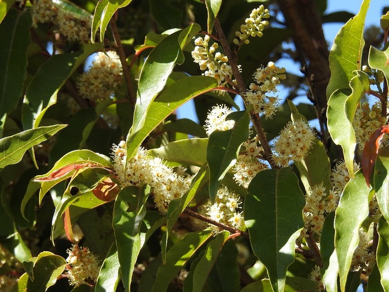 Prunus tuberculata photo 8