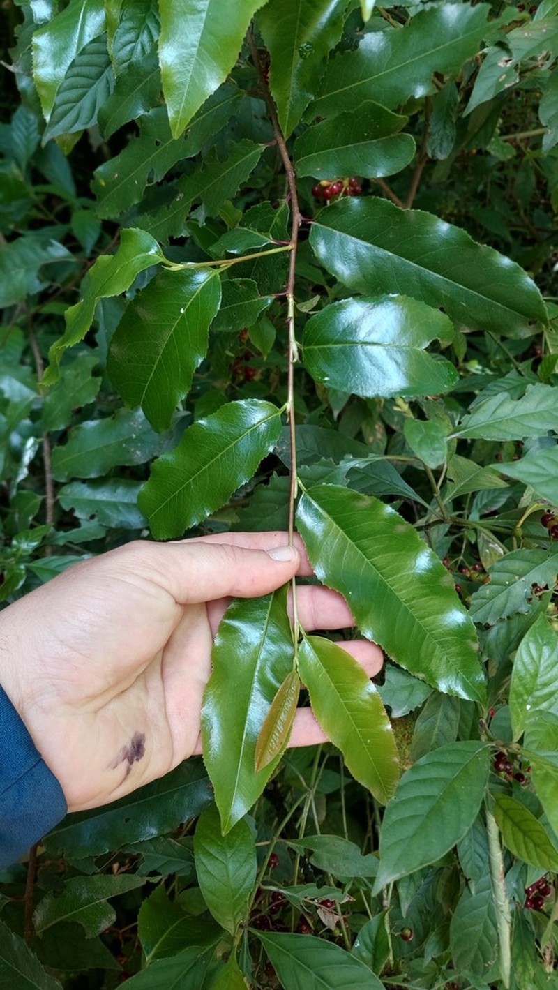 Prunus tucumanensis