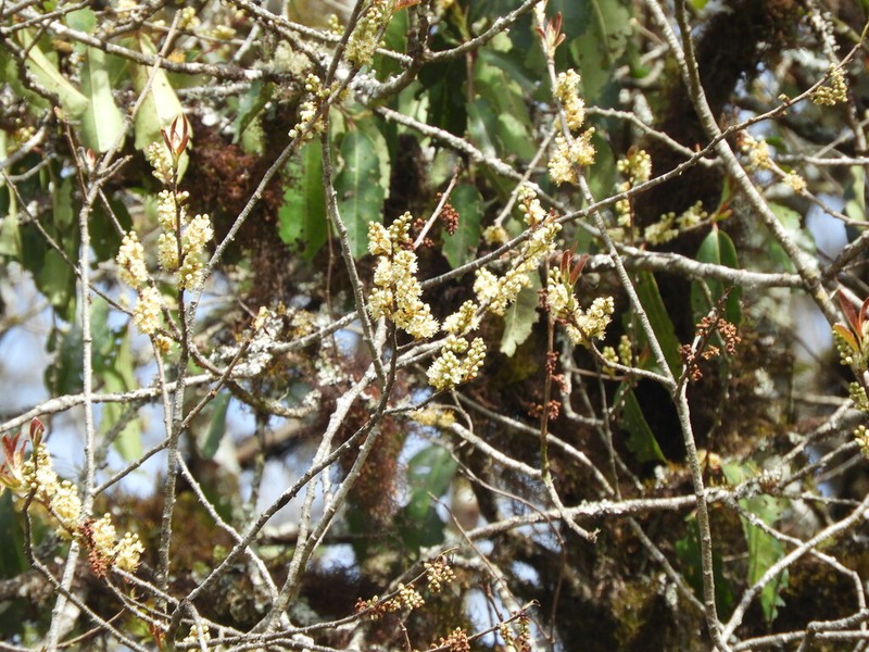 Prunus tucumanensis photo 2