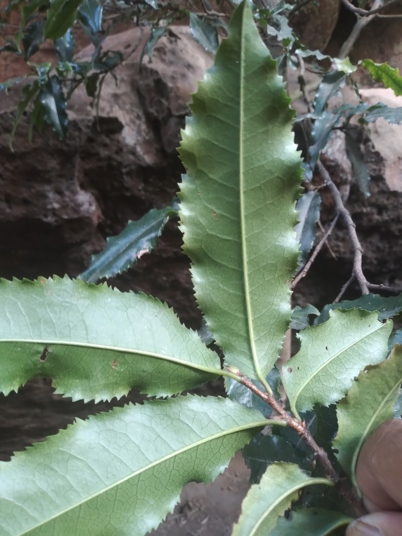 Prunus tucumanensis photo 4