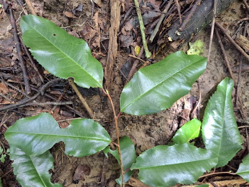Prunus tucumanensis photo 6