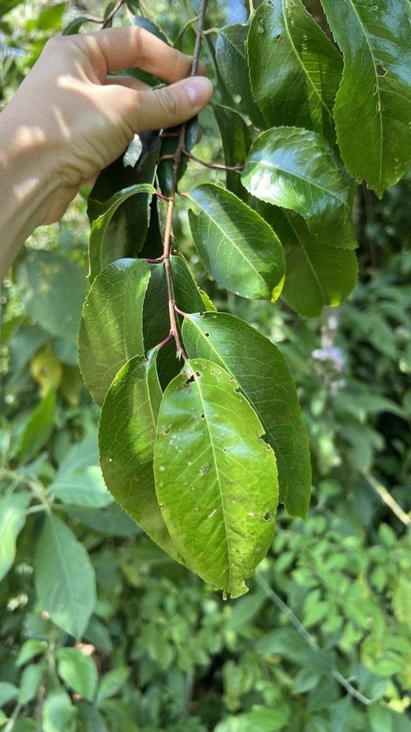 Prunus tucumanensis photo 7