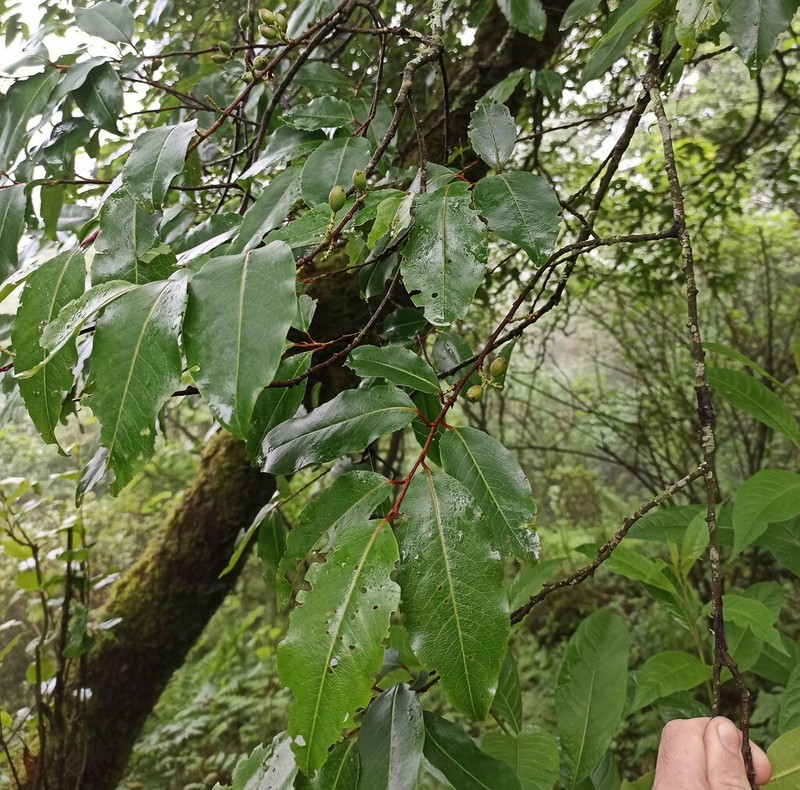 Prunus tucumanensis photo 8