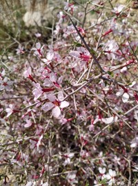 Prunus turcomanica