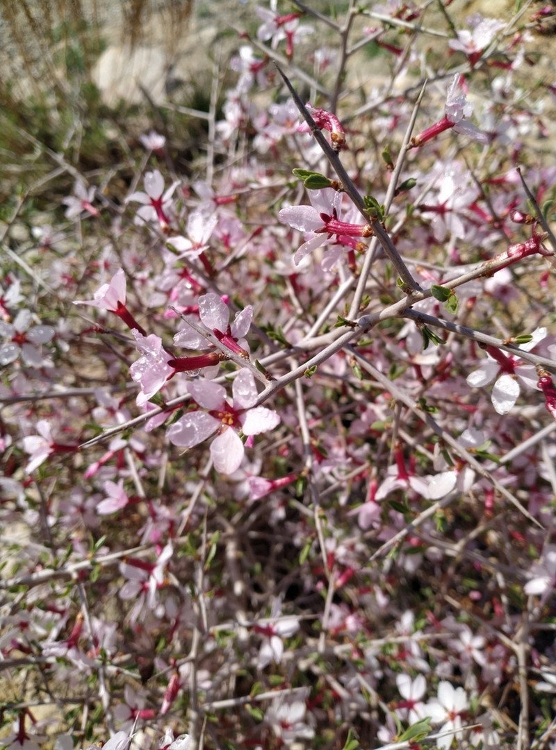 Prunus turcomanica
