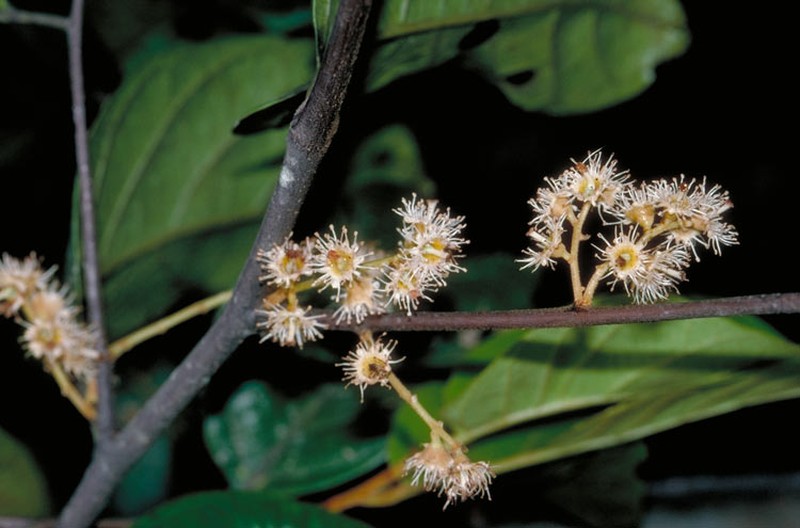 Prunus turneriana