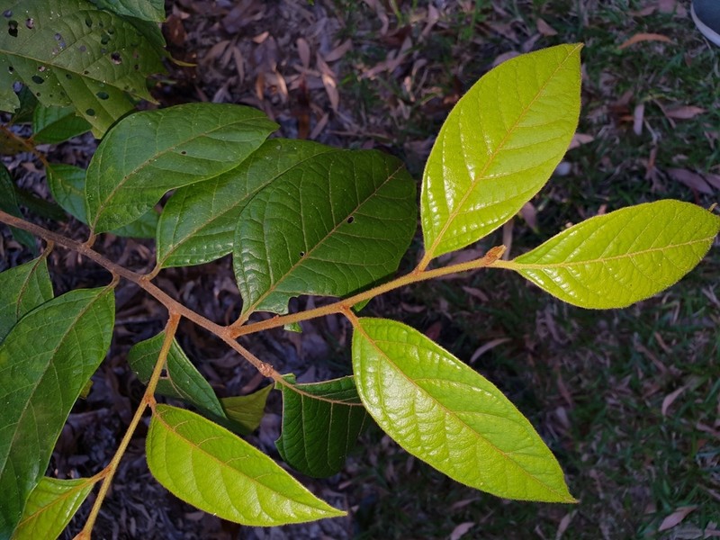 Prunus turneriana photo 2